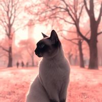 Aura - A Being of Light