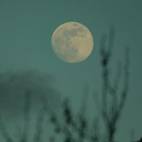 The Green Kingdom - Lunae