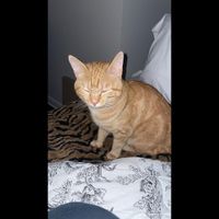 ALEXANDER - Noises Go