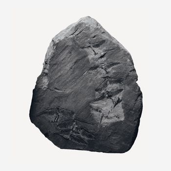Ignez - SMV014