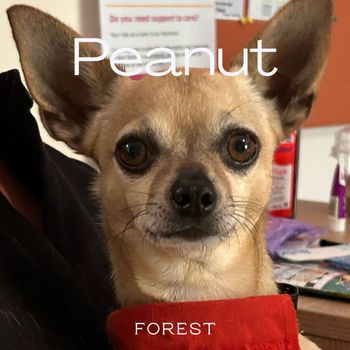 Forest - Peanut