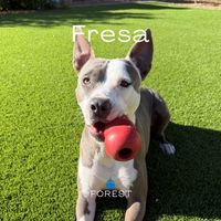 Forest - Fresa
