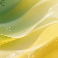 Sunlit Canopy - Soothing Moments