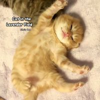 Chris Leo - Cat in the Lavender Field