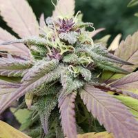 JYNX - This is The Chronic