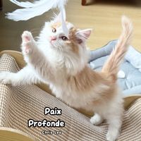 Chris Leo - Paix Profonde