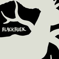 Buck - Blackbuck