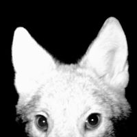 Shogun - perro (uncut version)