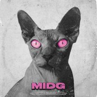 VOLTA - Meno importante del gatto