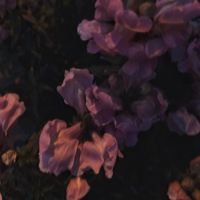 LONE - 我走以后 (降调氛围版)