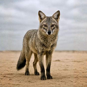 Fc Nond - ARUÊ