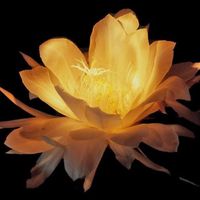 aurelia - Projecting Me