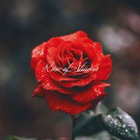 Anastasis - Rose of Sharon