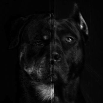 dYNAMITE - Pedigree (Explicit)