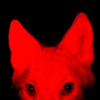 Shogun - perro (Explicit)