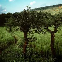 Arma - Hope