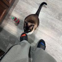 EDDISON - dolly parton (Explicit)