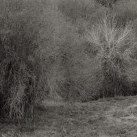 K. Leimer - Atrophies for Piano