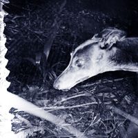 fault - Dogskin