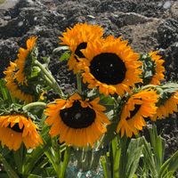 Ana Lilia - Tonos de Girasoles