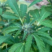 tripod - lookin thru