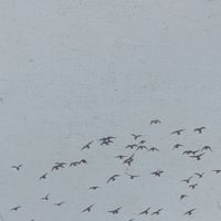 Jaya - Stålfast (Explicit)