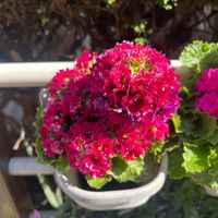 CTO Chop - Najua siri yako