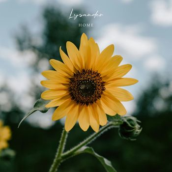 Lysander - Home