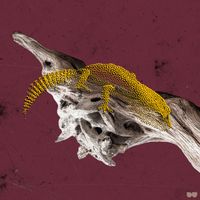 Ven Diagram - Pumice