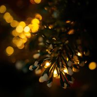 Lysander - Christmas Bliss