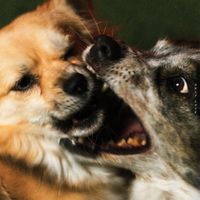 PEACH - Only Love (Explicit)