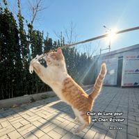 Chris Leo - Clair de Lune pour un Chat Rêveur