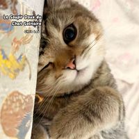 Chris Leo - Le Soupir Doux du Chat Solitaire