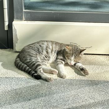 Dalmoori - Whisper of the Seasons