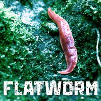 Levity Beet - Flatworm