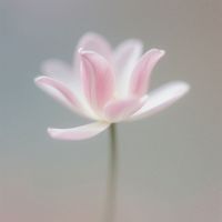 DJ Vortex - Silent Bloom