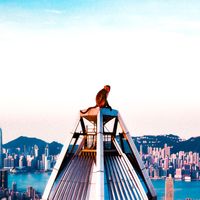 Red Dragon - HONG KONG