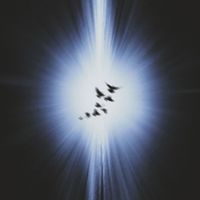 Insomnia - Bird Chest (Explicit)