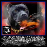 ORCRD - ALL OF MY DAWGS IN A BIG HOUSE