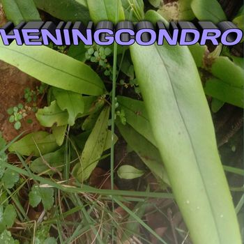 Condro - Heningcondro
