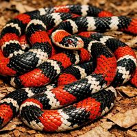 Oagora - Koral Snake