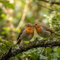 Veronica - Whispering