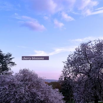 frei - cherry blossoms