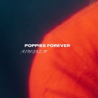 Aino Salto - Poppies Forever