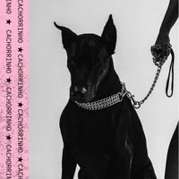 Stella - Cachorrinho