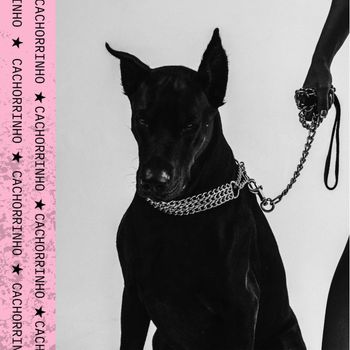 Stella - Cachorrinho