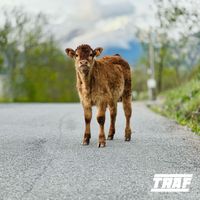 TRAF - John Wolfgang II