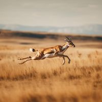 Toka - Run Wild Run Free