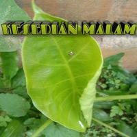 Condro - Kesedian malam