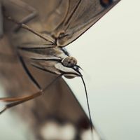 Frankie Smith - Sorry Broken Mirror